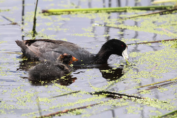 An American Coot and chick eating duck weed