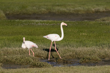 Close up image of greater flamingos feeding in the berg river estuary on the west coast of south africa