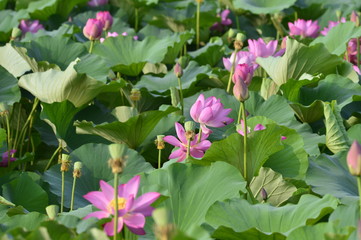 Blooming lotus flowers in the park