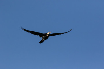 Close up image of a cormorant in flight over the bergriver estuary on the west coast of south africa