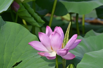 Blooming lotus flowers in the park