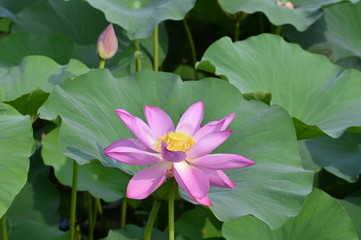 Blooming lotus flowers in the park