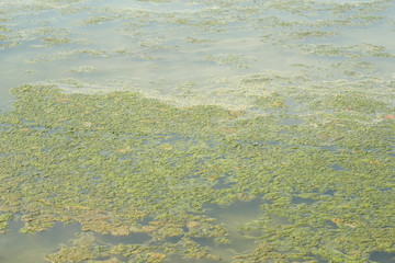 Lichen on the muddy green or floating in shallow water