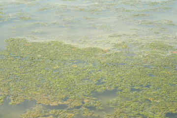 Lichen on the muddy green or floating in shallow water