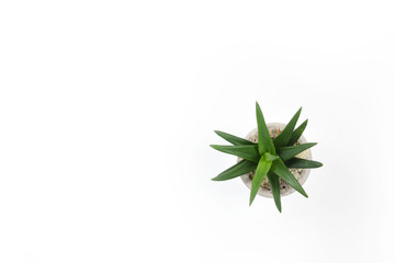 Succulent on white background landing website social media isolated with copy space