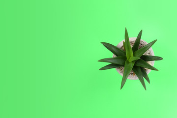 Succulent on green broght background landing website social media isolated with copy space, banner, website, landing page