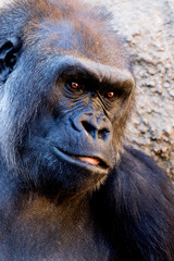 Western Lowland Gorilla