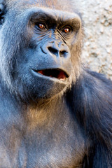 Western Lowland Gorilla