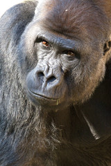 Western Lowland Gorilla