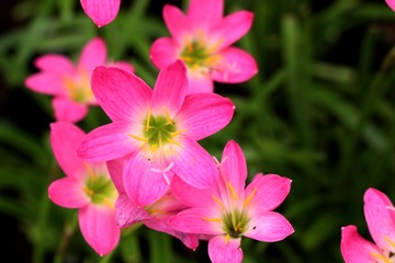 Beautiful pink rain lily