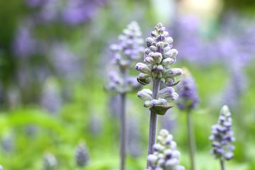 salvia flower in tropical