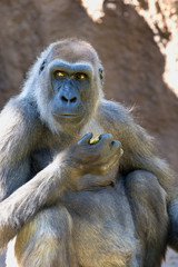 Western Lowland Gorilla