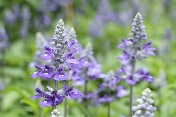 salvia flower in tropical