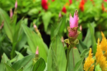 Siam tulip flowers in tropica