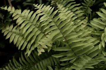 Naklejka na ściany i meble Green fern in tropical