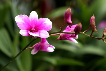 Tropical pink orchid flower