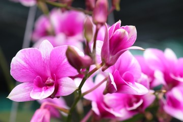 Obraz na płótnie Canvas Tropical pink orchid flower