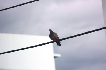 pigeon hang on the electric line ,cloudy sky