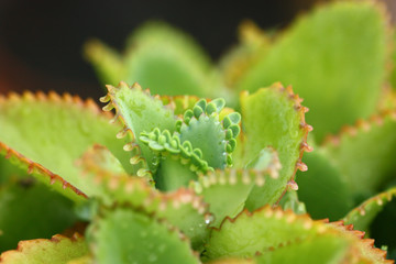 selective of Bryophyllum pinnatum,the green small plant.