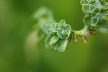 selective of Bryophyllum pinnatum,the green small plant.