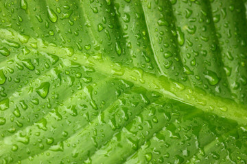 macro view of Colocasia esculenta,the big green leaf.