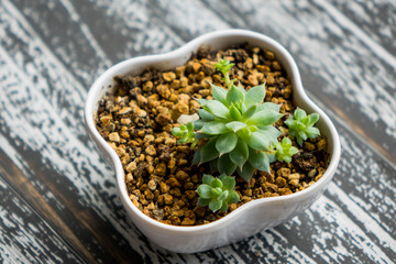 Small potted plants of succulents