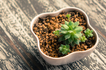 Small potted plants of succulents