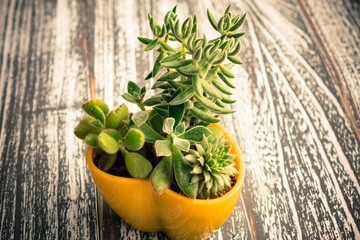 Small potted plants of succulents