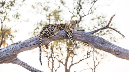 Wild Leopard