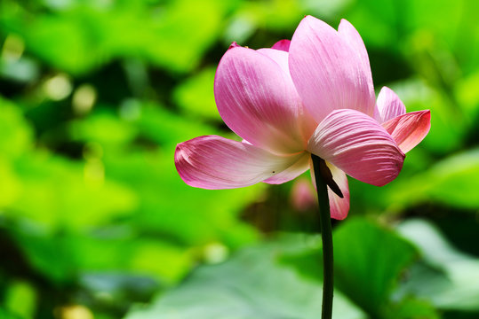原始蓮photos Royalty Free Images Graphics Vectors Videos Adobe Stock 原始蓮photos Royalty Free Images Graphics Vectors Videos Adobe Stock