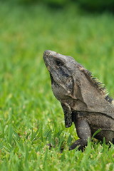 Iguana in portrait mode