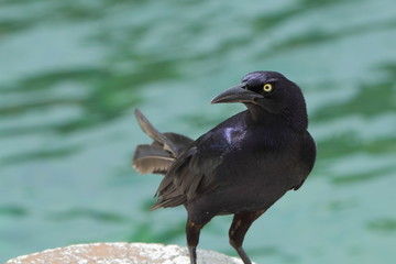 Great-tailed Grackle