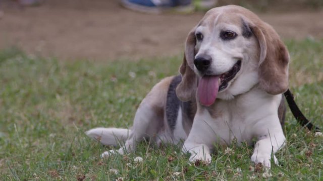 Aged beagle lying in the grass in the summertime