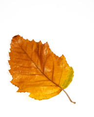 Autumn Leaf on White Background