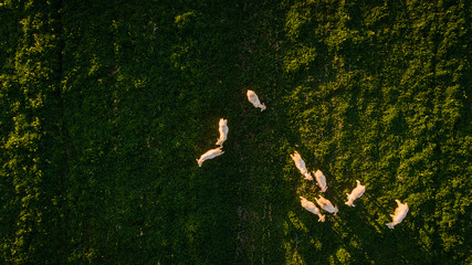 Aerial image of a flock of sheep in a bright green meadow in South Africa