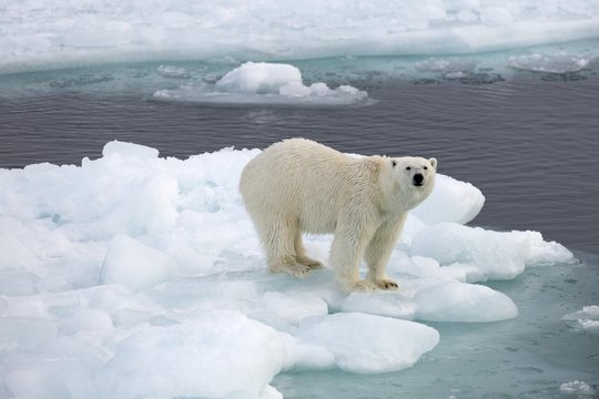 Polar Bear (Ursus maritimus) standing on pack ice, Spitsbergen Island, Svalbard Archipelago, Svalbard and Jan Mayen, Norway, Europe
