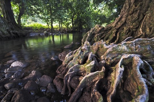Chestnut tree at a river, Taveuni, Fiji, Oceania