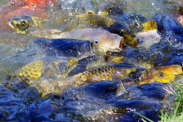 餌に群がる鯉