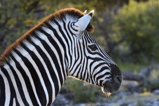 Plains Zebra or Burchell's Zebra (Equus quagga), portrait, Etosha National Park, Namibia, Africa