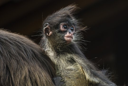 Geoffroy's Spider Monkey (Ateles geoffroyi), young, captive, Western Cape Province, South Africa, Africa
