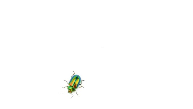 Beautiful multi colored beetles run across the screen on a white isolated background
