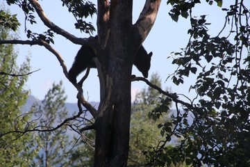 Fototapeta na wymiar Bear in Tree