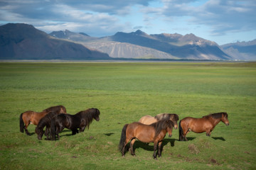 Icelandic Horses in summer ,Iceland.