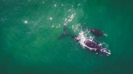 Fototapeta premium Aerial view over a Southern Right Whale and her calf along the overberg coast close to Hermanus in South Africa