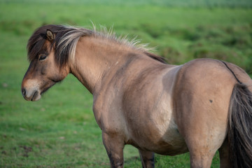 Fototapeta premium Icelandic Horses in summer ,Iceland.