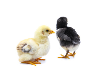 Cute two chicks. Isolated on white background