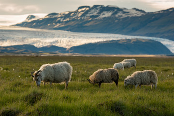 Fototapeta na wymiar A herd of sheep in a field and Vatnajokull glacier in background ,Iceland Summer.