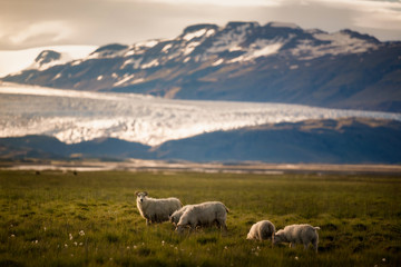 A herd of sheep in a field and Vatnajokull glacier in background ,Iceland Summer.