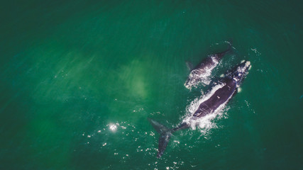 Aerial view over a Southern Right Whale and her calf along the overberg coast close to Hermanus in...