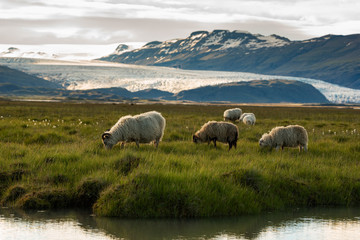 Fototapeta premium A herd of sheep in a field and Vatnajokull glacier in background ,Iceland Summer.